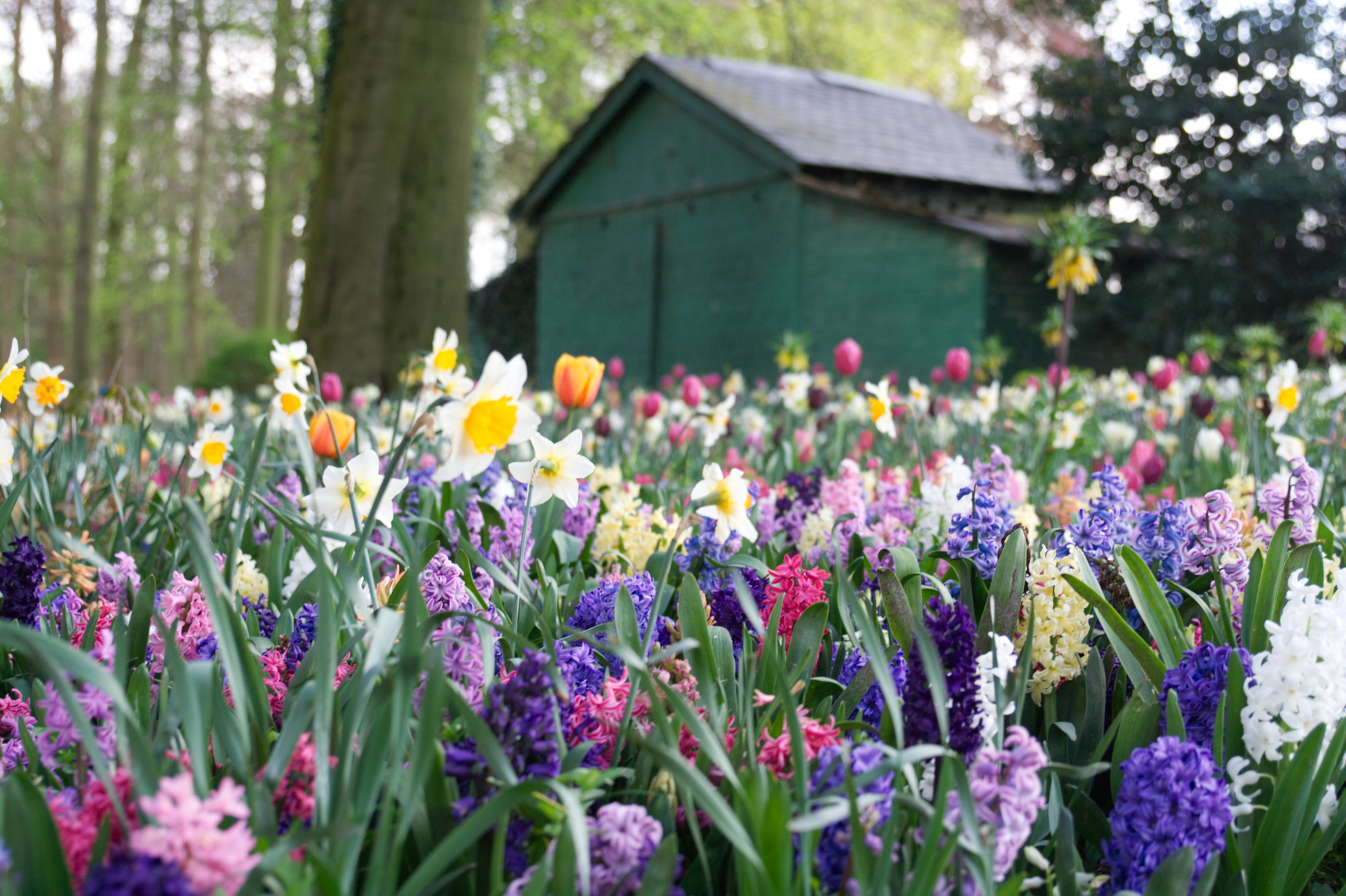 Flowers in bloom, De Brigaand, Belgium. © Simon Budden 2025