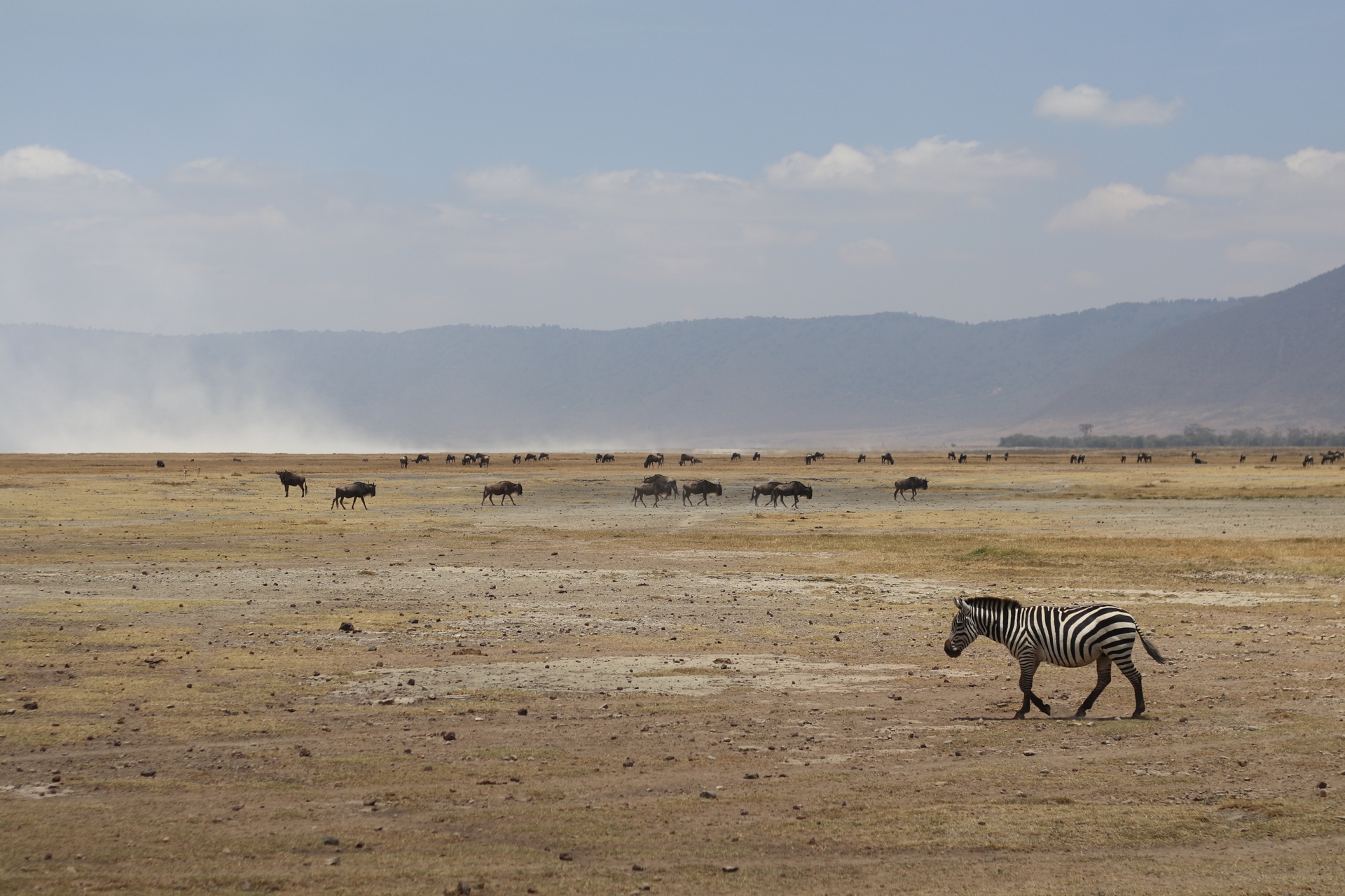Wildebeest and zebra cross the Ngorongoro crater, Tanzania. © Simon Budden 2025